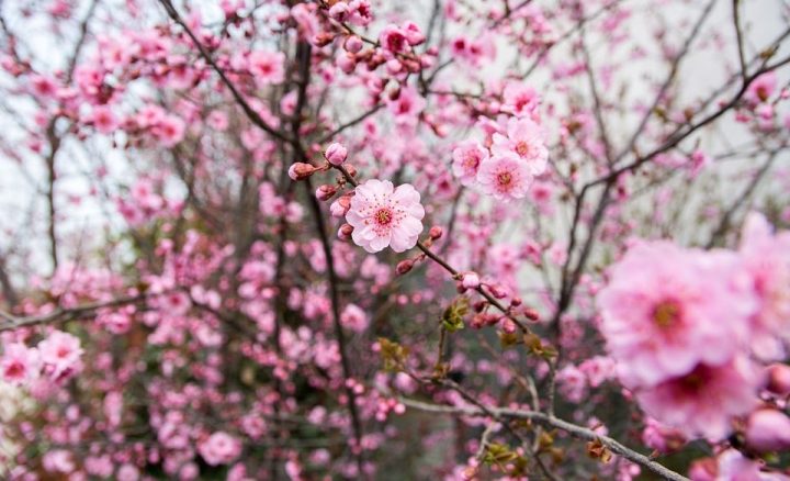 plum-blossoms-e1481818339192