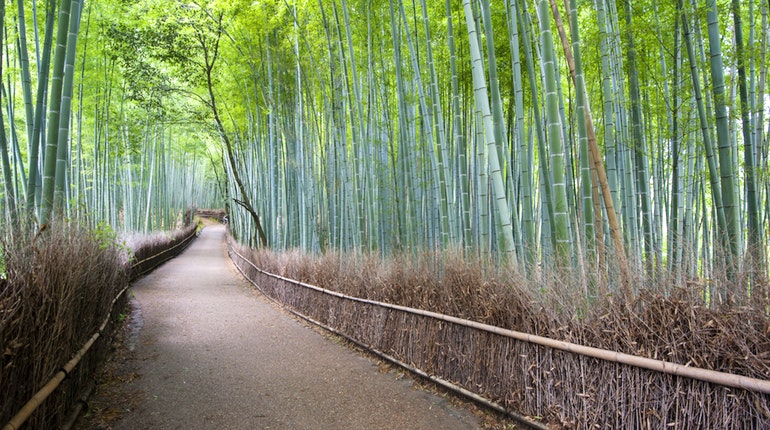 0bbf98a5a2d3a65c4e17feb1baa630ff-arashiyama-bamboo-grove