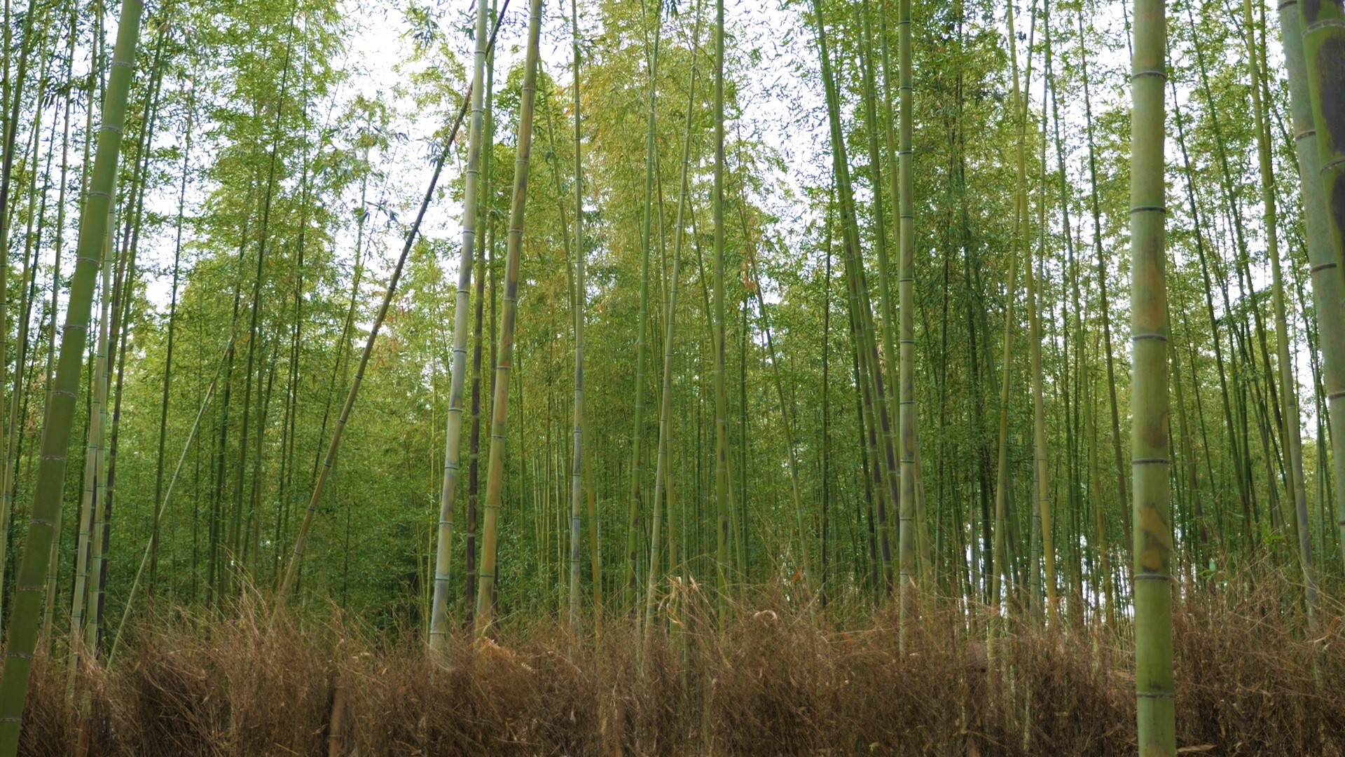 bamboo