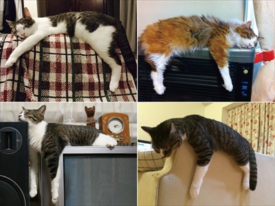 Sleeping cat umbrella 3.jpg